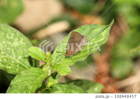 ムラサキシジミ ムラサキシジミ 108948457