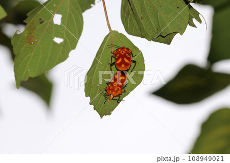 アカギカメムシの交尾 108949021