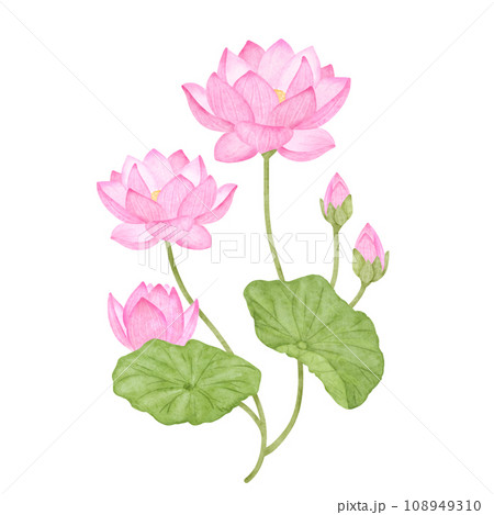 水彩風のピンク色の蓮の花 水彩風のピンク色の蓮の花 108949310
