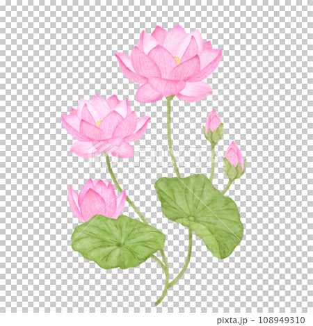 水彩風のピンク色の蓮の花 水彩風のピンク色の蓮の花 108949310