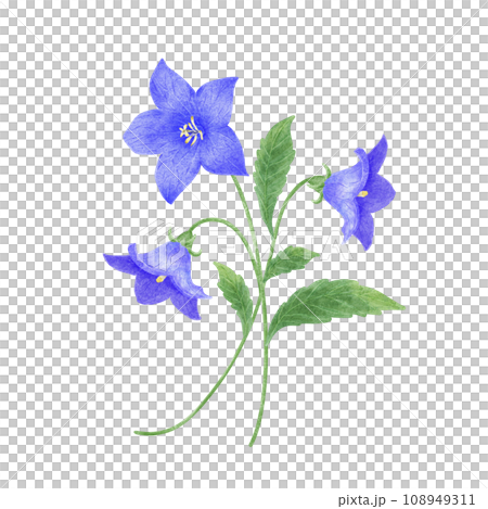 水彩風格的藍色風鈴草花束 108949311