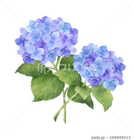 水彩風の青い紫陽花の花束 108949313