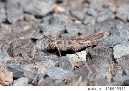 イボバッタ 108949383