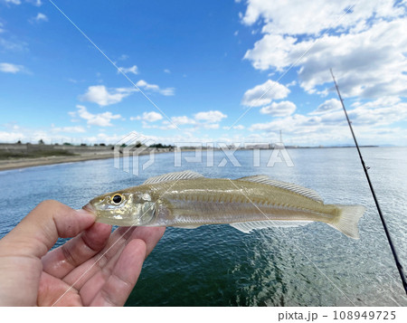 海釣りでシロギスを釣って手に持つ男性 海釣りでシロギスを釣って手に持つ男性 108949725