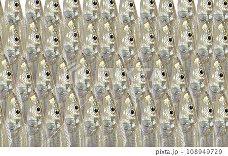 釣りたての新鮮なシロギス　たくさん並んだイメージ素材 108949729