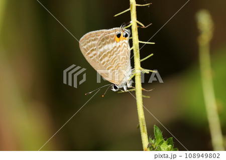 ウラナミシジミ ウラナミシジミ 108949802