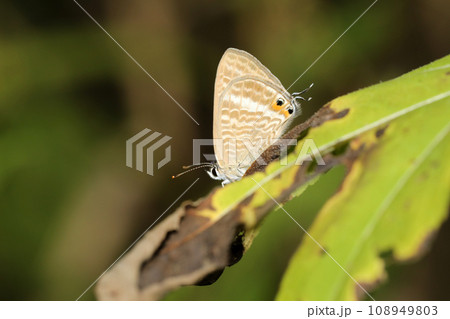 ウラナミシジミ 108949803