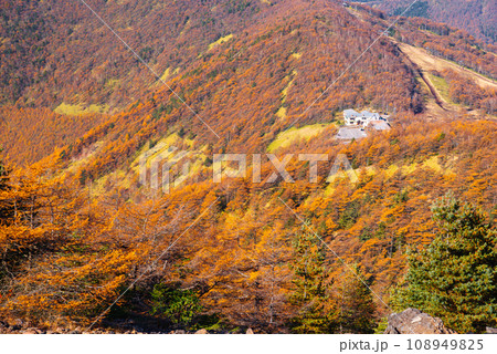高峰高原の紅葉 高峰高原の紅葉 108949825