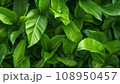Green plant leaf background, close up photography 108950457