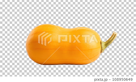 A Butternut on a transparent background A Butternut on a transparent background 108950649
