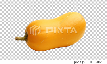A Butternut on a transparent background A Butternut on a transparent background 108950650