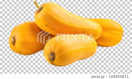 A Butternut on a transparent background A Butternut on a transparent background 108950651