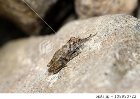 カジカガエル 幼体 カジカガエル 幼体 108950722