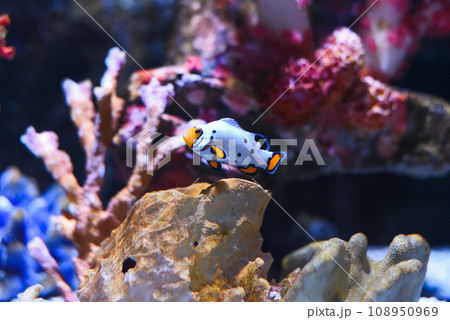 Snow Onyx Clownfish in Thailand Snow Onyx Clownfish in Thailand 108950969