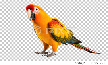 beautiful parrot on the transparent background 108951725