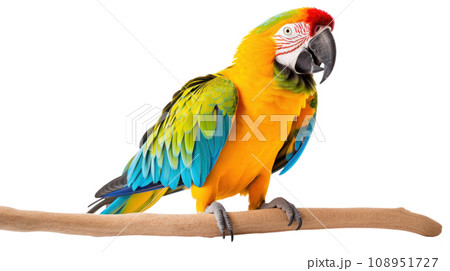 beautiful parrot on the transparent background 108951727