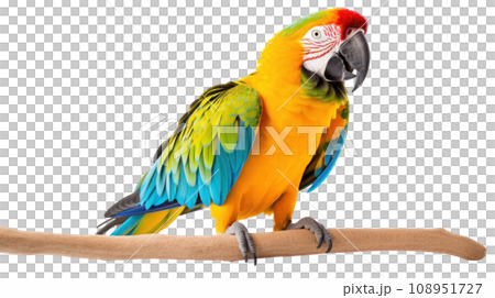 beautiful parrot on the transparent background 108951727