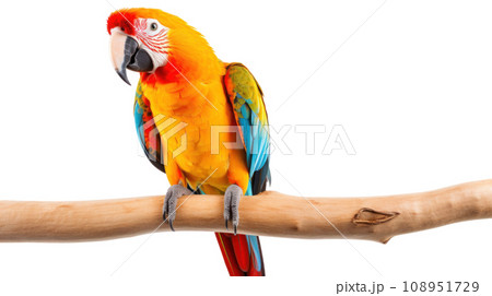 beautiful parrot on the transparent background beautiful parrot on the transparent background 108951729