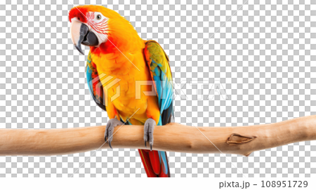 beautiful parrot on the transparent background beautiful parrot on the transparent background 108951729