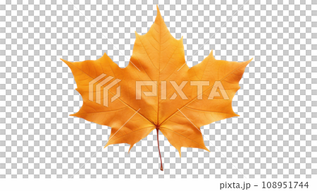 maple leaf autumn on the transparent background 108951744