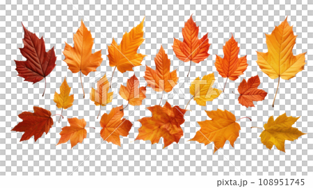 maple leaves autumn on the transparent background 108951745