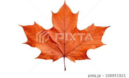 maple leaf on the transparent background 108951921