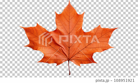 maple leaf on the transparent background 108951921