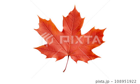 maple leaf on the transparent background 108951922