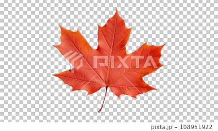 maple leaf on the transparent background 108951922