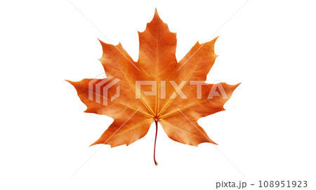 maple leaf on the transparent background maple leaf on the transparent background 108951923
