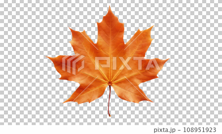 maple leaf on the transparent background maple leaf on the transparent background 108951923