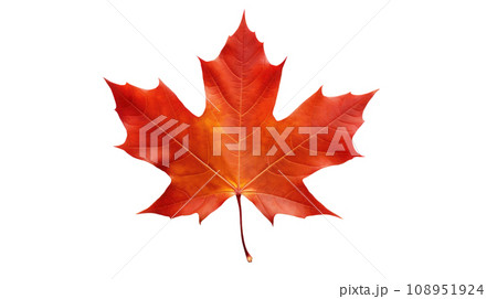 maple leaf on the transparent background 108951924