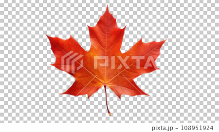 maple leaf on the transparent background 108951924