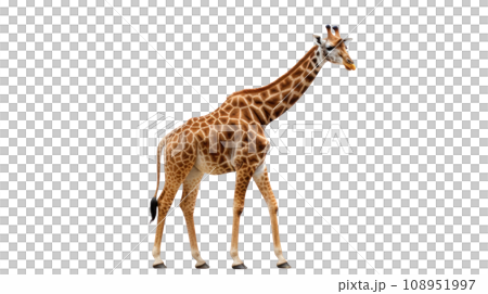 giraffe on the transparent background 108951997