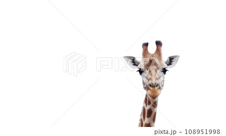 giraffe on the transparent background 108951998