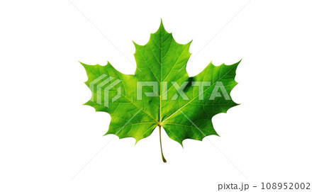 Green maple leaf on the transparent background 108952002