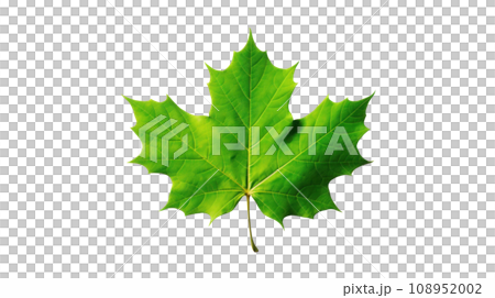 Green maple leaf on the transparent background 108952002
