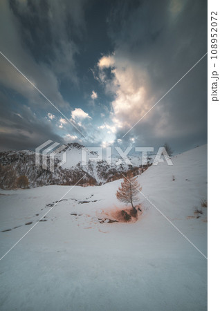 Landscape with small larch in the snow Landscape with small larch in the snow 108952072