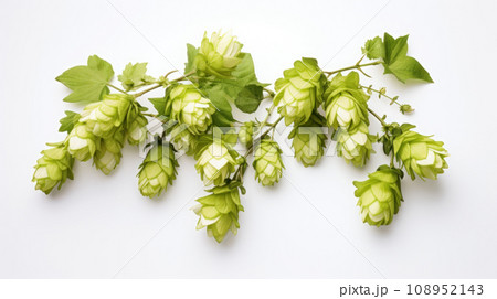 Hop on the isolated background Hop on the isolated background 108952143