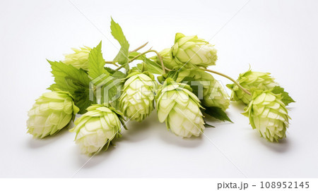 Hop on the isolated background 108952145