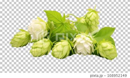 Hop on the transparent background 108952149