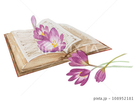 Watercolor vintage illustration book with colchicum flowers. Hand drawn illustration 108952181