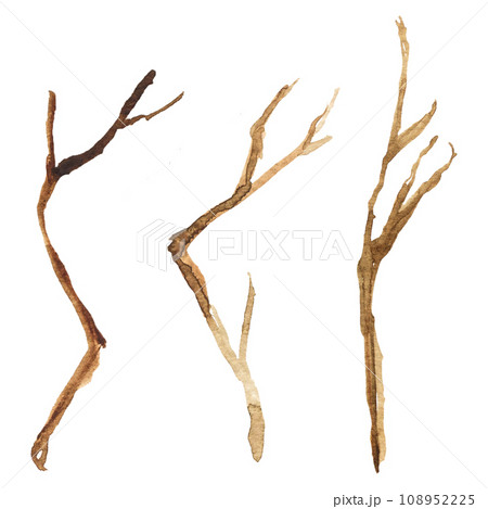 Watercolor illustration of dry tree branches isolated on a white background. rune drawing 108952225