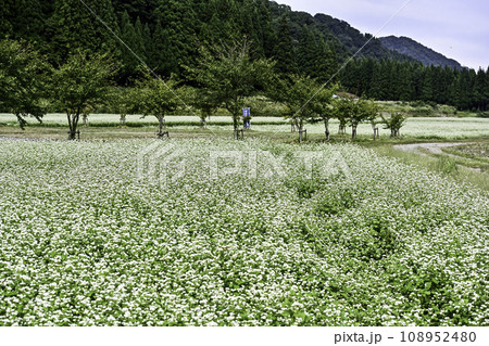白い花が広がるそば畑 白い花が広がるそば畑 108952480