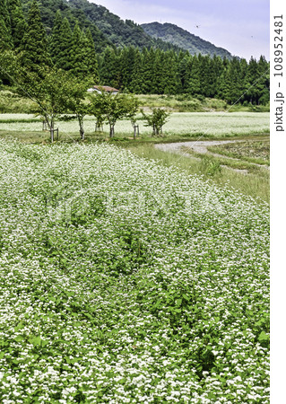 白い花が広がるそば畑 白い花が広がるそば畑 108952481