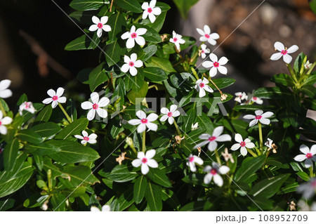 小輪のニチニチソウ 小輪のニチニチソウ 108952709