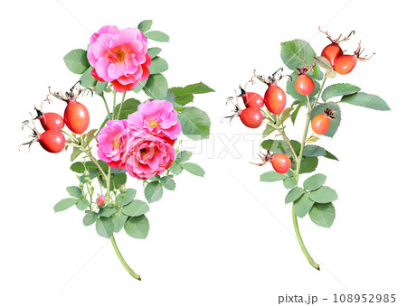 Branch of Dog rose with red flowers and berries. Sprig of Rose hip (Eglantine, Briar, Brier). Isolated on white background Branch of Dog rose with red flowers and berries. Sprig of Rose hip (Eglantine, Briar, Brier). Isolated on white background 108952985