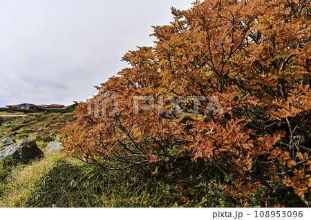 白山の秋景色 白山の秋景色 108953096