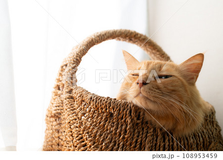 籠の中の猫 茶トラ猫 籠の中の猫 茶トラ猫 108953459