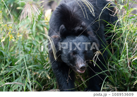 歩くツキノワグマ 歩くツキノワグマ 108953609